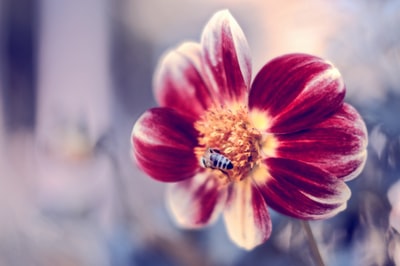 The bees in the great photo of pink and white flowers
